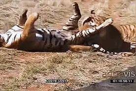 公虎争夺地盘，被锁喉窒息死亡，打斗消耗体力，饥饿导致吃掉同类视频封面