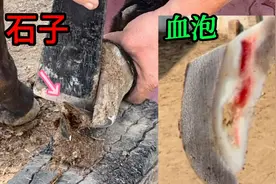 一蹄暗藏血泡，一蹄卡满石子，痛苦度过5年，切血泡清石子解脱了视频封面