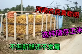 河南大叔新型玉米储存方法，玉米不但新鲜还不发霉，省心又省力视频封面
