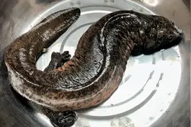 66买条人工养殖的娃娃鱼，分享一鱼两吃，肉质鲜嫩满满胶原蛋白视频封面