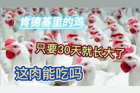 肯德基，麦当劳里的鸡肉是种出来的，你相信吗。视频封面