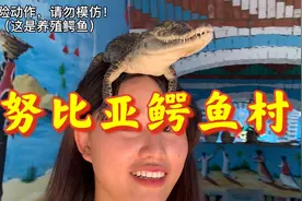 中国妹子穷游埃及边境，访努比亚鳄鱼村落，偶遇成都美国英语老师视频封面