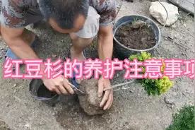 红豆杉的养护方法，以及注意事项，很多东西不能一概而论！视频封面