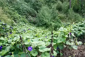 牵牛花到底有几种颜色！视频封面