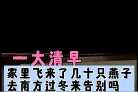 不知道什么原因，一大清早家里出现几十只燕子盘旋视频封面