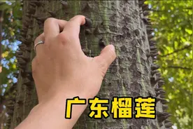 广东的榴莲好吃是好吃就是树太难爬了视频封面