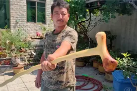 这酸枣木去皮后大有玄机，红色的骨质，取名曰“鸿运当头”杖视频封面