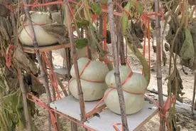 大鹅在有几天也下架了视频封面