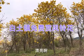 曲江白土镇北江边有一片黄色风铃花开得正旺，完全免费，值得一看视频封面