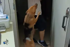 毛孩子迎接铲屎官的状态😂😂😂视频封面