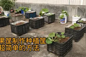 利用废弃的水果筐，改造成种植筐，方法简单又实用！#楼顶小菜园视频封面