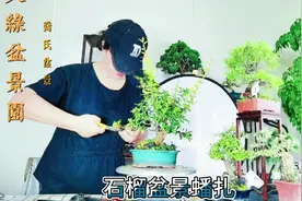 小微型盆景的制作，演示蟠扎一盆观花观果的小石榴盆景视频封面