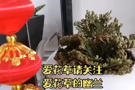 山里的草—卷柏…盆栽也很美…俗名不死草…视频封面
