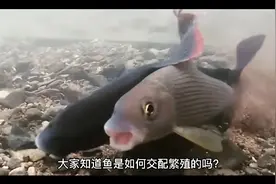 鱼类是如何交配繁殖的视频封面