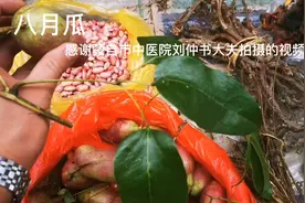身边的草药（741），八月瓜，清热利湿行气活血的草药
