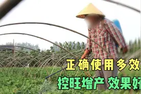 农户使用多效唑，掌握作用原理和正确的使用方法，控旺增产有保障