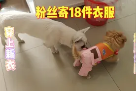 粉丝给小奶狗买了许多衣服，与美味的零食，豆豆：太惊喜了谢谢！视频封面