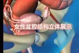 女性盆腔结构立体展示！视频封面
