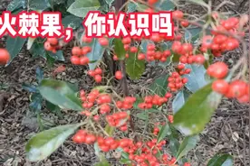 美丽的火棘果 ，你认识吗 ？你知道它，在生活中还有哪些作用吗视频封面