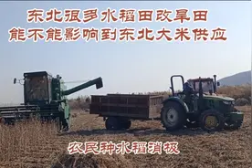 什么原因，东北农民不愿种水稻，水田改早田视频封面