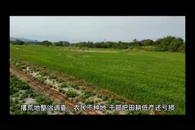 哪个专家说农民种地好赚？撂荒咋回事？实贱才是硬道理！