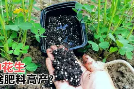 种花生施啥肥料高产？尿素花肥复合肥拌匀，花生结荚多苗旺病害少视频封面