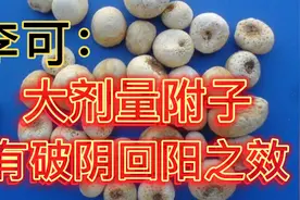 李可老中医：大剂量附子，有破阴回阳之效视频封面