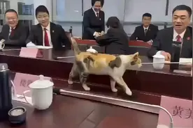在某法院会议的间隙，一只猫咪跳上会议桌开展了“一轮巡视”。视频封面