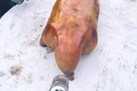 蒙古特色美食之手把土拨鼠和石头烤羊视频封面