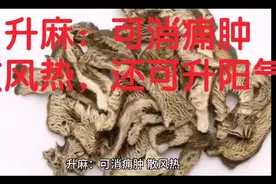 升麻：可消痈肿、散风热，还可升阳气视频封面