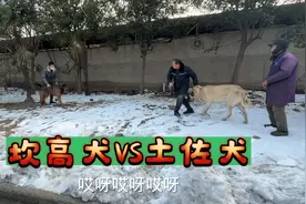 坎高犬VS土佐犬，雪地上的精彩较量，实力差距悬殊视频封面