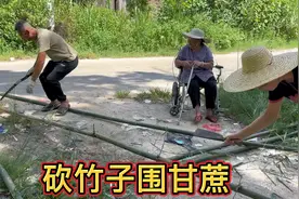 今天我们回娘家顺竹子回来搭甘蔗架子。老妈说这竹子30多年没砍过视频封面