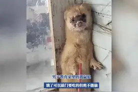 东北大哥太厉害了！教育黄鼠狼：饿了可以敲门，但绝不能偷视频封面
