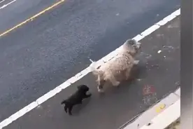 小黑狗和妈妈一起流浪，面对陌生人的领养，小家伙开心的手舞足蹈视频封面