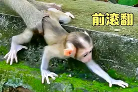 小猴子学走路，前滚翻、后空翻接连不断摔跟头！