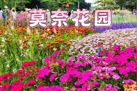 海淀公园的莫奈花园很美很漂亮，可以去哦，不信你看！视频封面