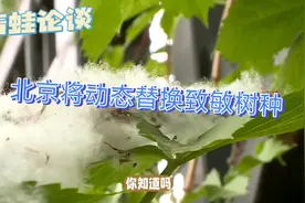 北京将动态替换致敏树种，你知道吗？视频封面