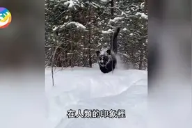 暴雪来袭！豹子幼崽遭抛弃险饿死，一只黑狗竟主动叼走喂奶视频封面
