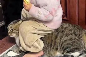 国内小咪🐱国外丧彪🐈‍⬛狸花猫有仇必报，不服就干！！！视频封面