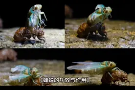 蝉蜕的功效与作用
