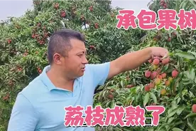 荔枝成熟挂满枝，丰润飘香溢甜汁，荔枝味的夏天，艾特最好的朋友视频封面