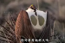 .人生不摆烂，快乐少一半视频封面