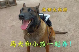 千万别把马犬和小孩一起养！出人意料！800个心眼都用孩子身上了