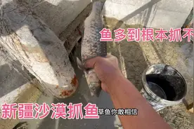新疆塔克拉玛干沙漠抓鱼，鱼多到抓不完，是种什么体验？视频封面