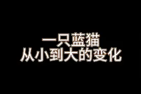 一只蓝猫从小到大的变化