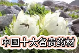 中国十大名贵药材视频封面