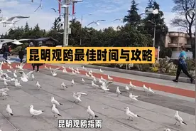 昆明观鸥最佳时间攻略。你想知道吗？视频封面