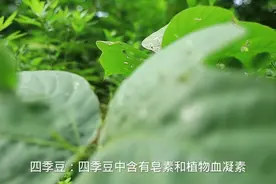 劝告大家！不焯水不能吃的四种菜，很多人不懂，吃了就是危害健康视频封面