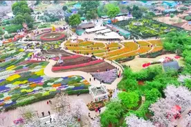 来成都漫花庄园去看一场浪漫的樱花雨视频封面
