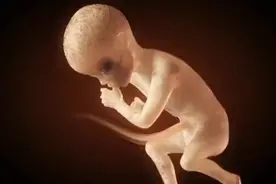 好神奇的一目，胎儿在妈妈肚子里发育全过程。视频封面